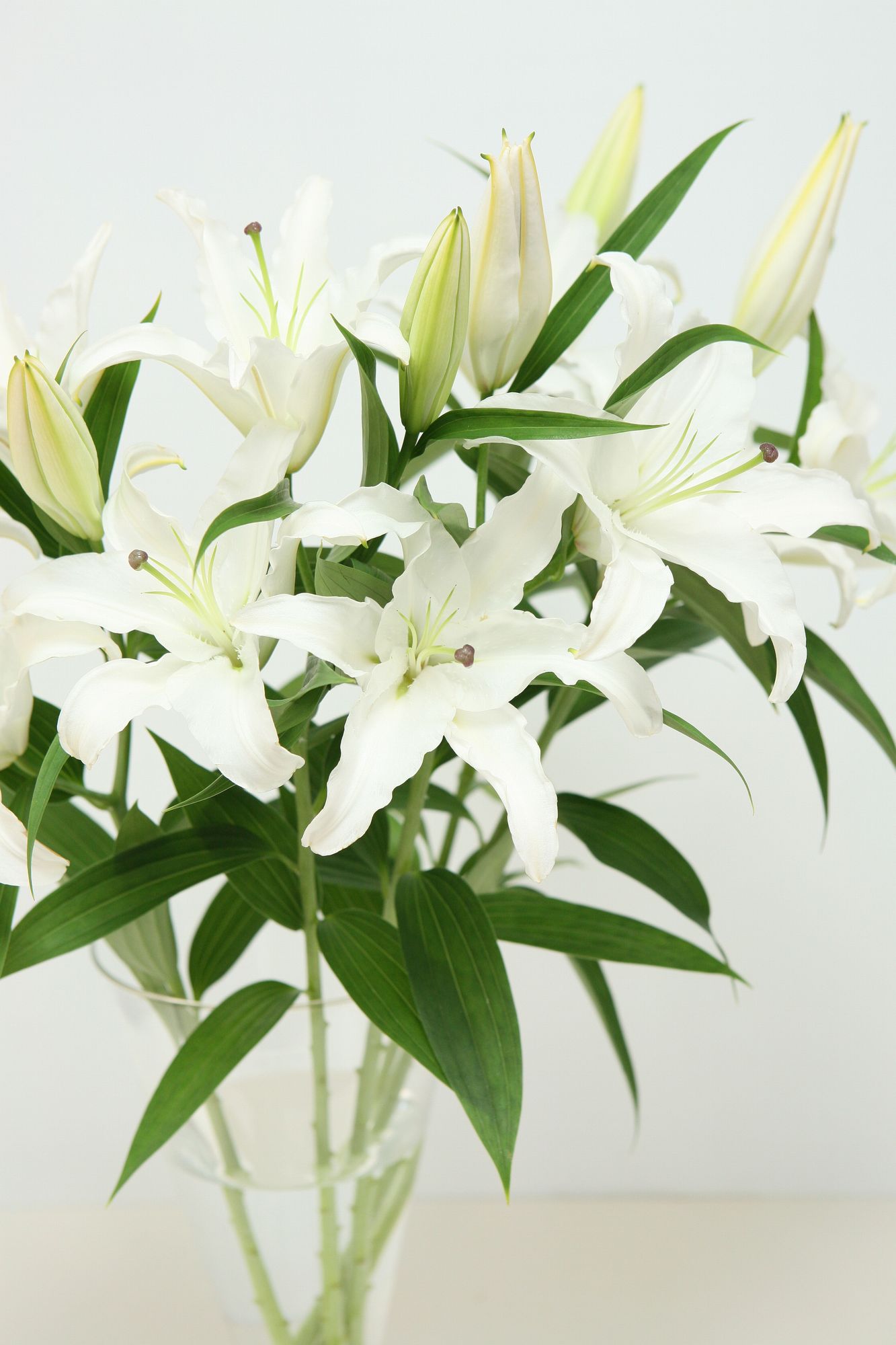 オリエンタルゆり贈答用5本